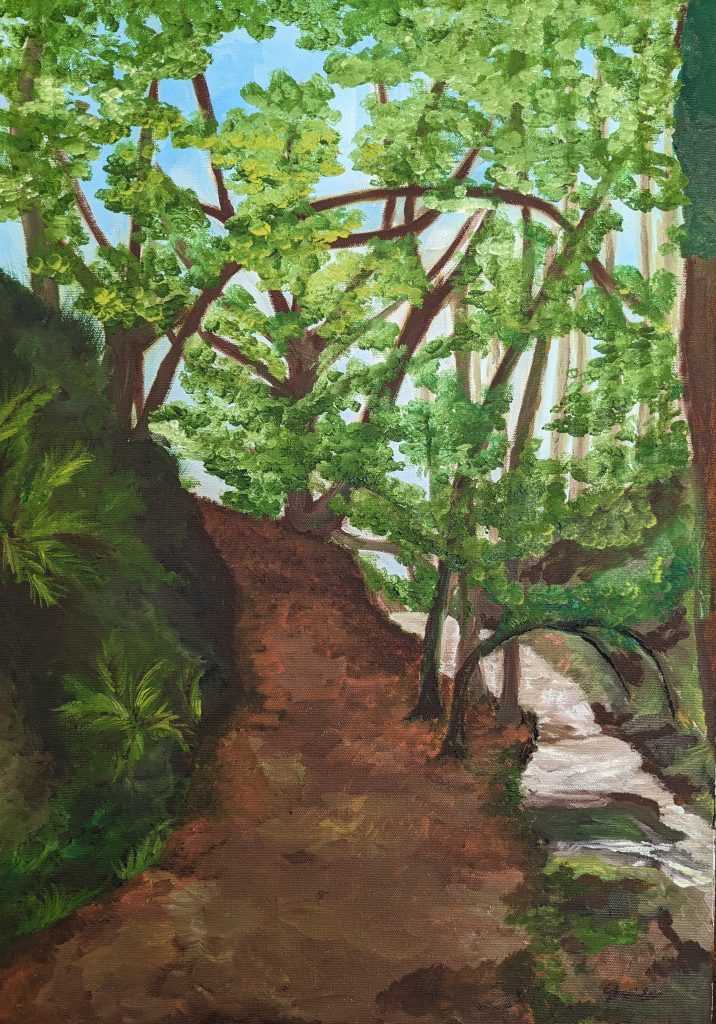 Hafod Estate forest 2022